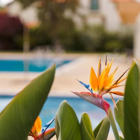 Ferienwohnung Sunny Getaway In Funchal Exterior foto